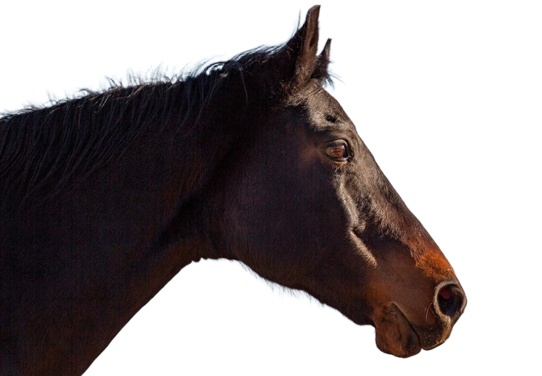 Caballo conexión emocional